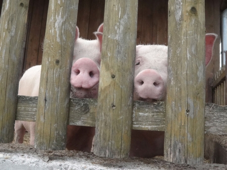 "He, Nutsch! Hast scho gseh´n? Da arbeiten scho´ wieder a paar Leut´ so fleißig. Kennst du die und weißt du, was die da so den ganzen Sommer machen?" "Ja natürlich, Schweinderl! Ich stell sie dir vor und erklär es dir!"