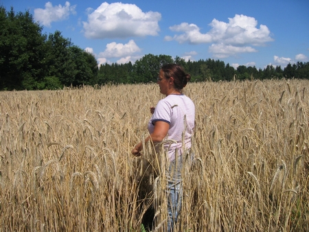 Hin und wieder sind die Pflanzen so hoch, dass Sandra Probleme hat die Ähren zu sehen. ... und die anderen Leute haben Probleme, dass sie die Sandra im Feld entdecken. 