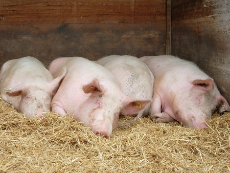 So Schweinderl jetzt hab´ ich dir genug über diesen Sommer erzählt -schau, die anderen sind schon eingeschlafen! - Im nächsten Jahr verrat´ ich dir wieder mehr, wenn´s da wieder so viel zu sehen gibt!